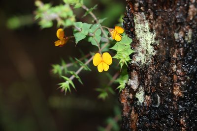 Pultenaea spinosa, photographed by Greg Tasney