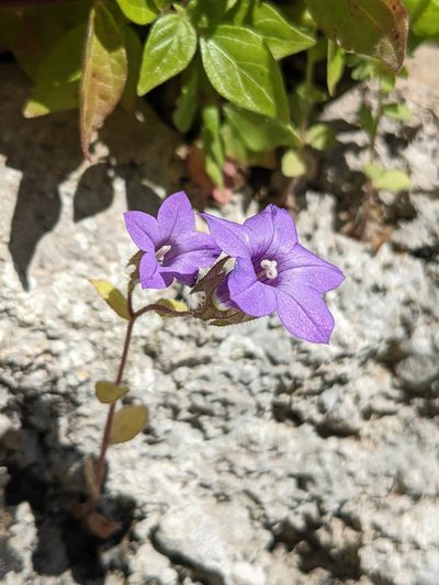Campanula dichotoma, photographed by Jamie Carter