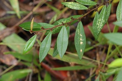 Hovea acutifolia, photographed by Greg Tasney