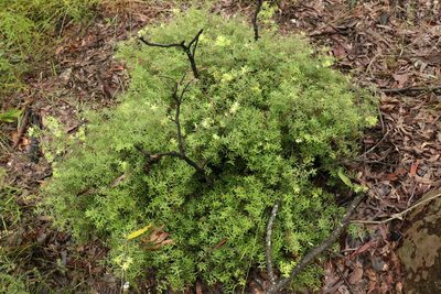 Acrotriche aggregata, photographed by Greg Tasney