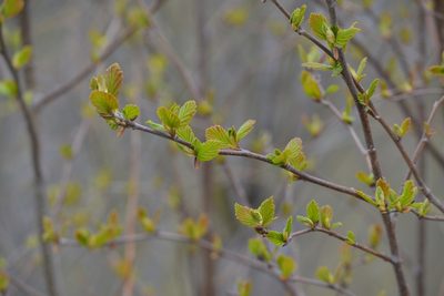Alnus hirsuta