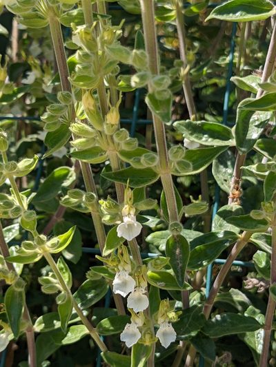 Teucrium flavum, photographed by Jamie Carter