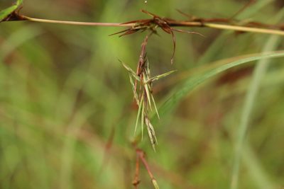 Cymbopogon refractus, photographed by Greg Tasney