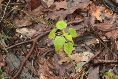 Passiflora foetida, photographed by Greg Tasney