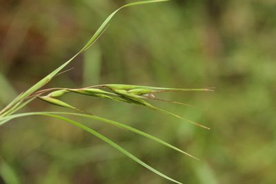 Themeda triandra, photographed by Greg Tasney