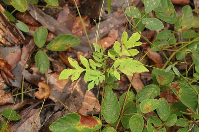 Solanum seaforthianum, photographed by Greg Tasney