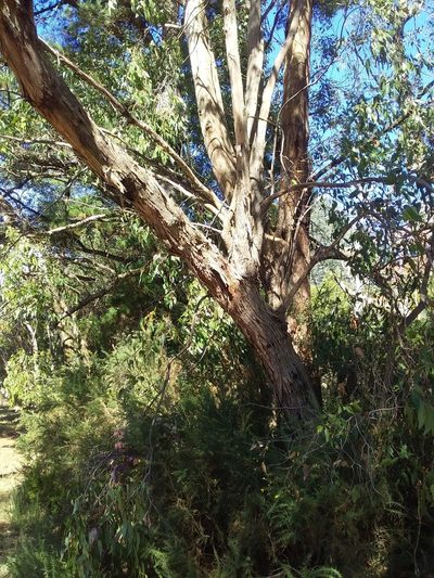Eucalyptus obliqua, photographed by insiderelic