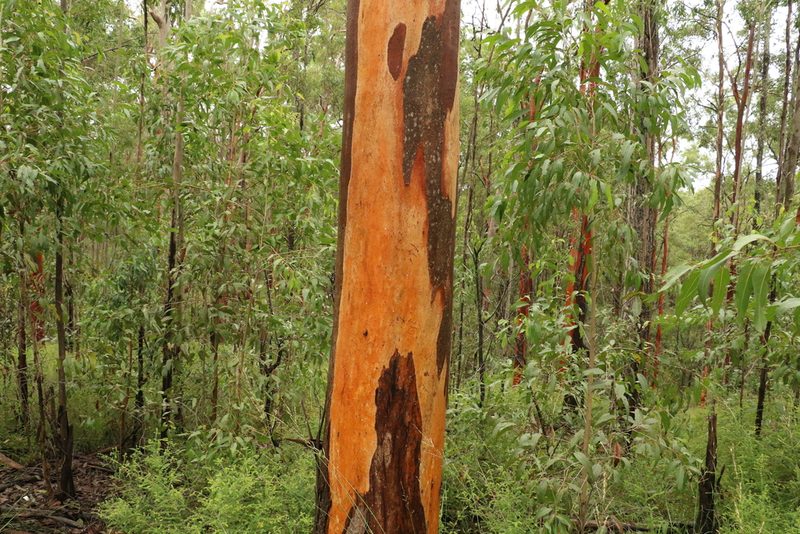 Eucalyptus major, photographed by Greg Tasney