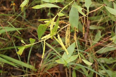 Acacia leiocalyx, photographed by Greg Tasney