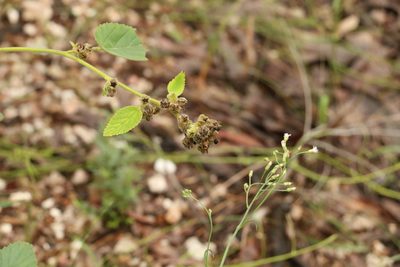 Sida cordifolia, photographed by Greg Tasney
