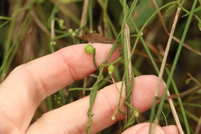 Cassytha filiformis, photographed by Greg Tasney
