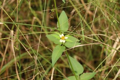 Bidens pilosa, photographed by Greg Tasney