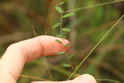 Phyllanthus virgatus, photographed by Greg Tasney