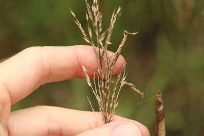 Arundinella nepalensis