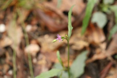 Cyanthillium cinereum, photographed by Greg Tasney
