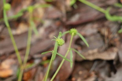 Opercularia diphylla, photographed by Greg Tasney