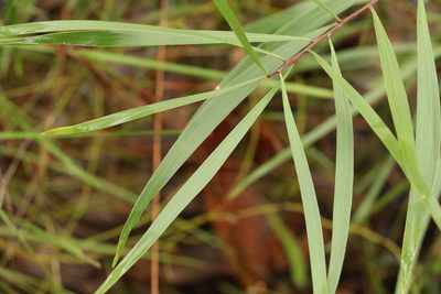 Acacia maidenii, photographed by Greg Tasney