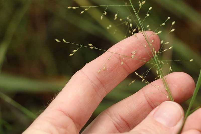 Panicum effusum, photographed by Greg Tasney