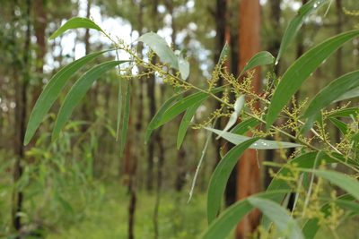 Acacia falcata, photographed by Greg Tasney