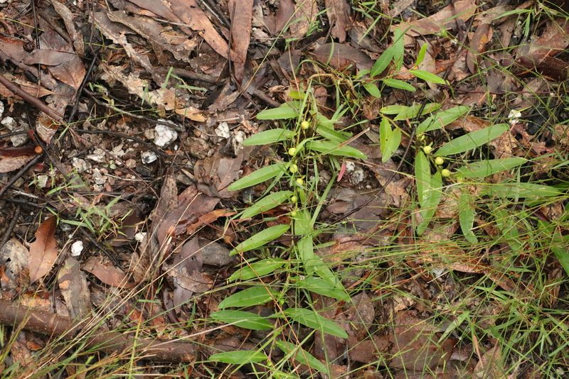 Eremophila debilis, photographed by Greg Tasney