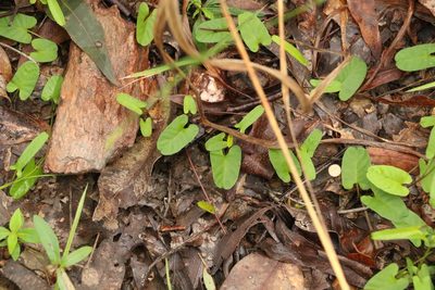 Polymeria calycina, photographed by Greg Tasney