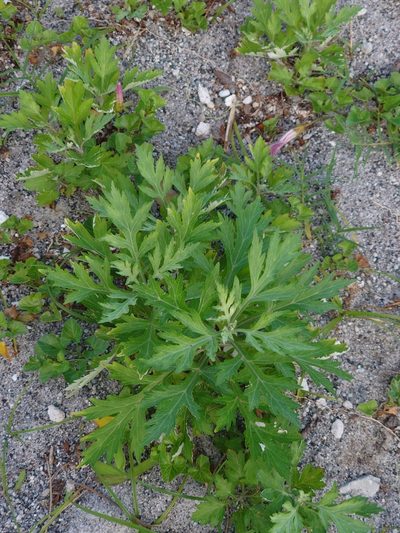 Artemisia princeps, photographed by WATANABE Hitoshi 渡辺仁