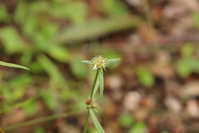 Spermacoce brachystema, photographed by Greg Tasney