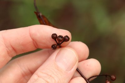 Eucalyptus acmenoides, photographed by Greg Tasney