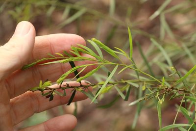 Acacia fimbriata, photographed by Greg Tasney