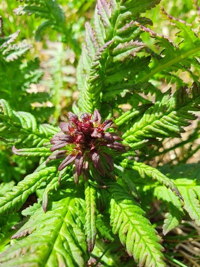 Pedicularis recutita, photographed by hecklemore