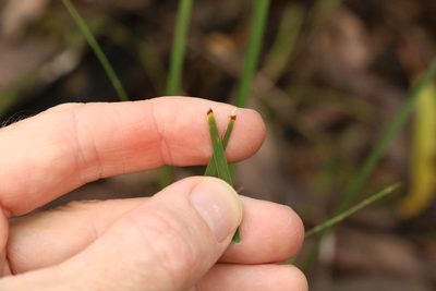 Lomandra multiflora, photographed by Greg Tasney