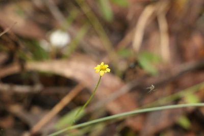 Glossocardia bidens, photographed by Greg Tasney