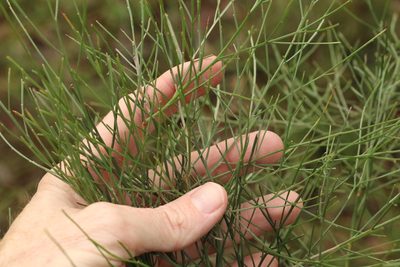 Jacksonia scoparia, photographed by Greg Tasney