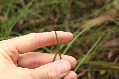 Lomandra confertifolia, photographed by Greg Tasney