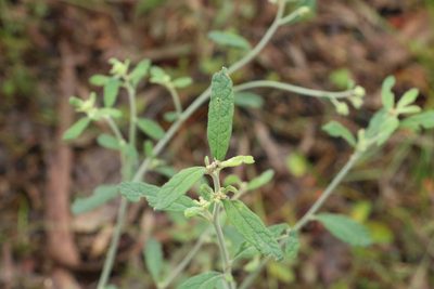 Cyanthillium cinereum, photographed by Greg Tasney
