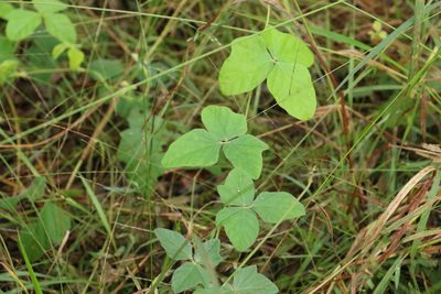 Macroptilium atropurpureum, photographed by Greg Tasney