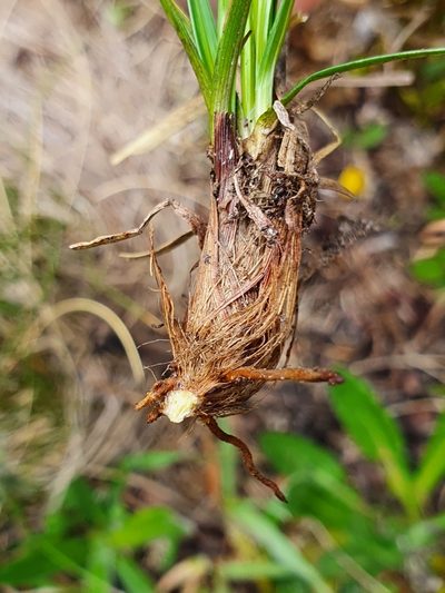 Carex sempervirens, photographed by hecklemore