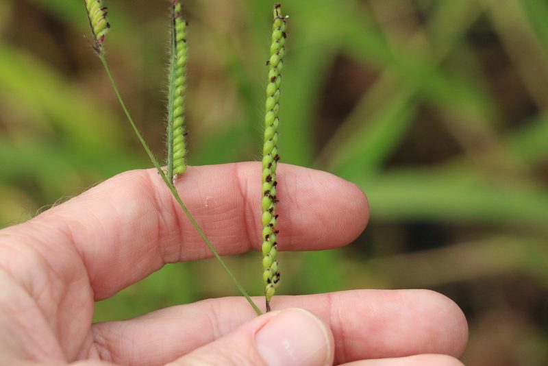 Urochloa eminii, photographed by Greg Tasney