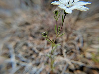 Blepharipappus scaber