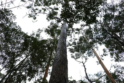 Eucalyptus microcorys, photographed by Greg Tasney