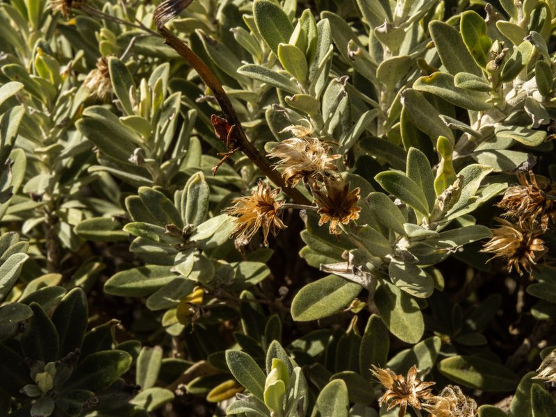 Olearia moschata, photographed by Cara-Lisa Schloots