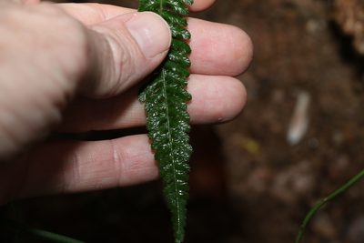 Doodia caudata, photographed by Greg Tasney