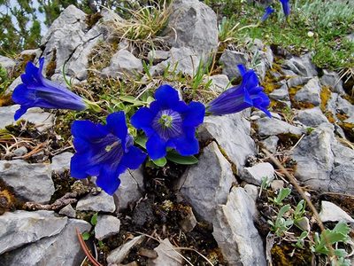 Gentiana clusii, photographed by Christian Manke