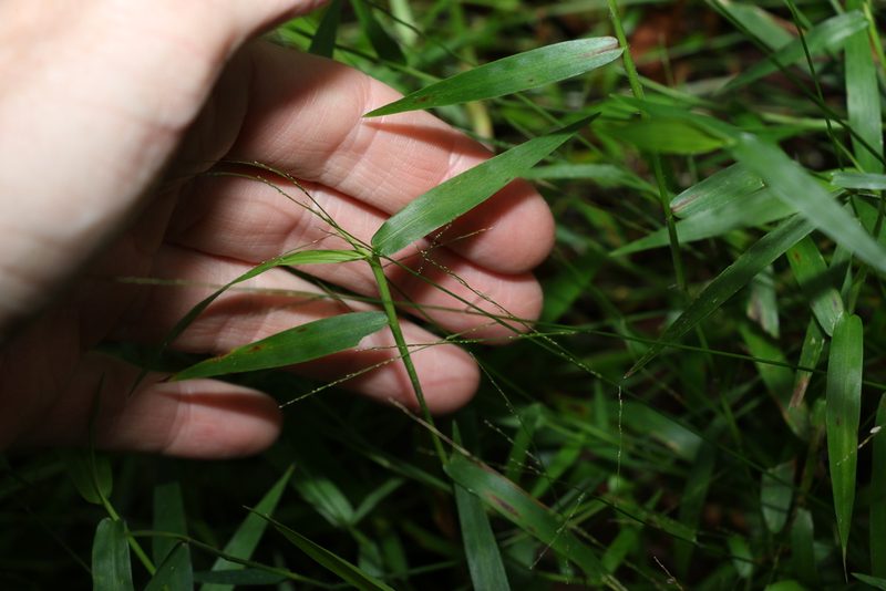 Ottochloa gracillima, photographed by Greg Tasney