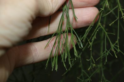 Exocarpos cupressiformis, photographed by Greg Tasney