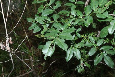 Flindersia australis, photographed by Greg Tasney