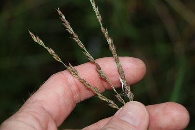Alloteropsis semialata