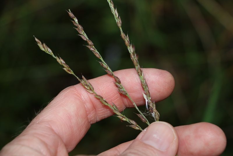 Alloteropsis semialata, photographed by Greg Tasney