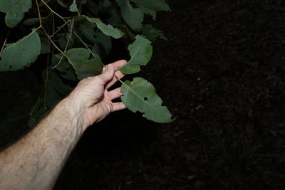 Eucalyptus fibrosa, photographed by Greg Tasney