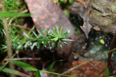 Styphelia sieberi, photographed by Greg Tasney